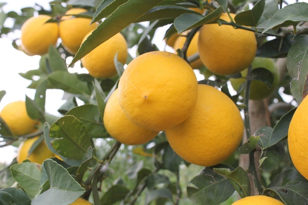Limon ihracatında çiftçiyi sevindiren karar