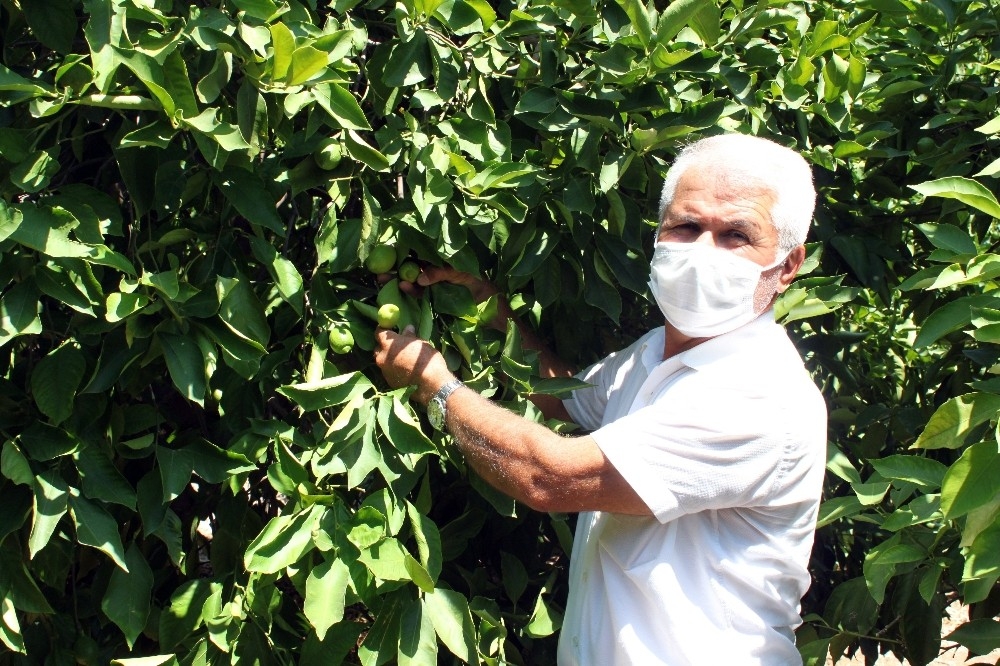 Limon ihracatında çiftçiyi sevindiren karar
