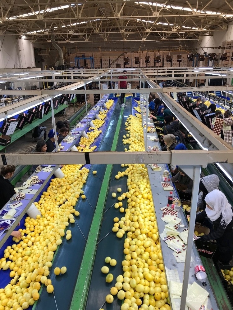 Limon ihracatında ön izin şartı kaldırıldı