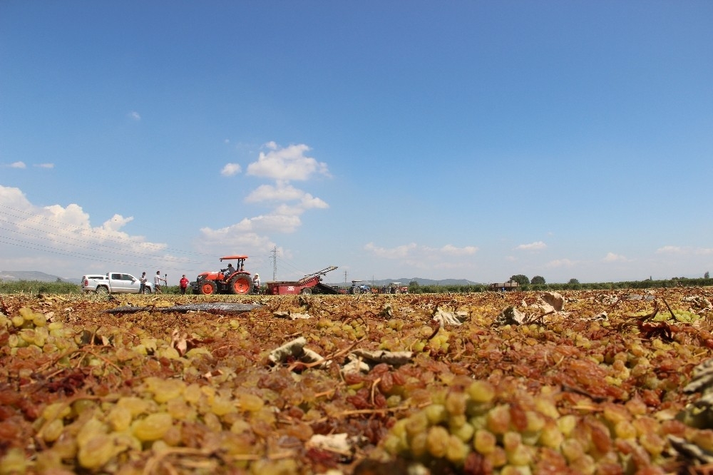 Manisa'da çekirdeksiz Sultani üzümde kurutma sezonu başladı