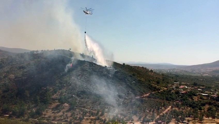 Milas'ta zeytinlikteki yangın söndürüldü