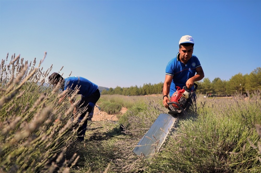 Muğla'da mor hasat başladı