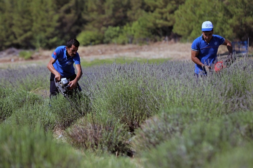 Muğla'da mor hasat başladı