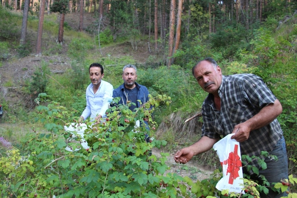Oltulular koronadan joğ ile korunuyor
