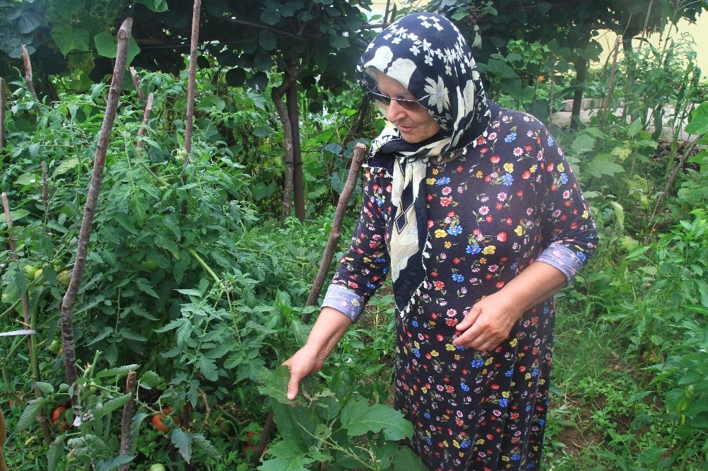 Rize'de vampir kelebeğin ardından patates böceği kabusu