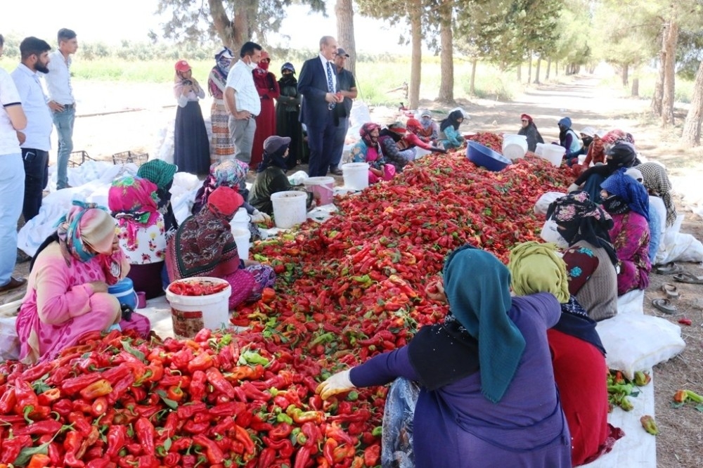 Sınırın sıfır noktasında isot hasadı