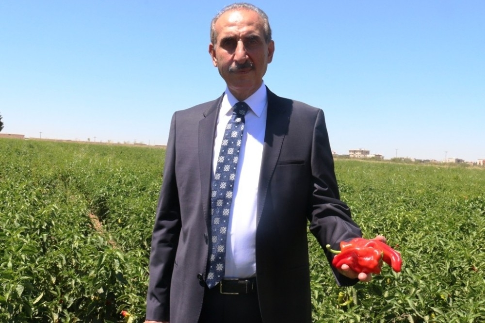 Sınırın sıfır noktasında isot hasadı