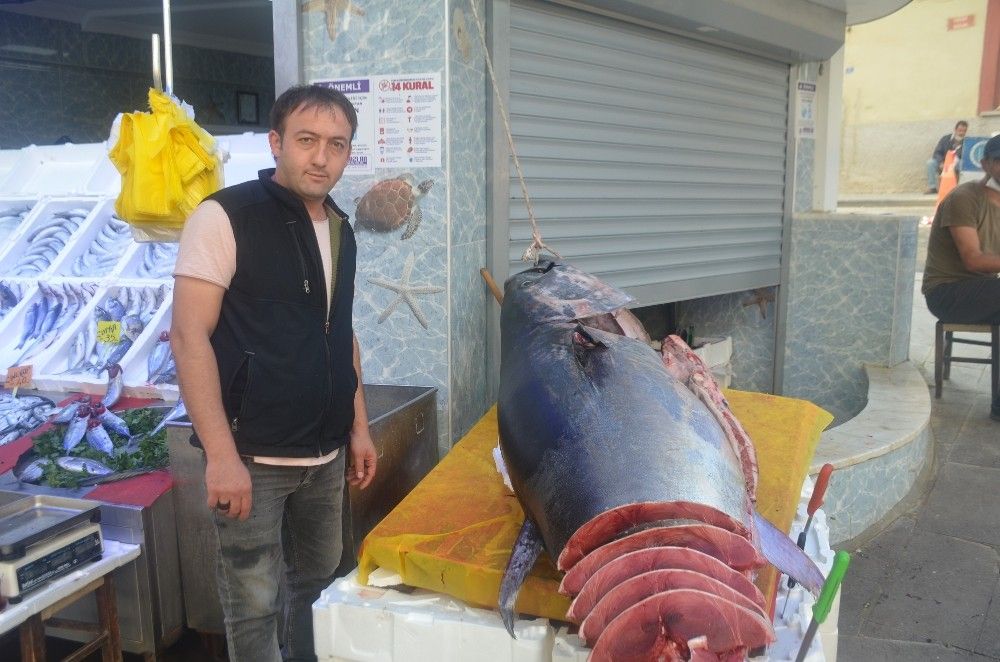 320 kiloluk dev orkinos görenleri şaşkına çevirdi