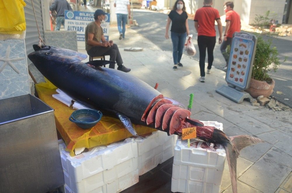 320 kiloluk dev orkinos görenleri şaşkına çevirdi