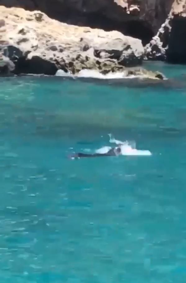 Akdeniz foku, tatilcilerle birlikte yüzdü