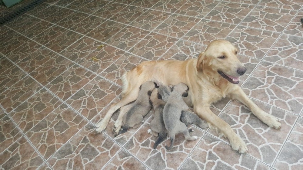 Anneleri kazada ölen 4 yavru köpeğe süt anne