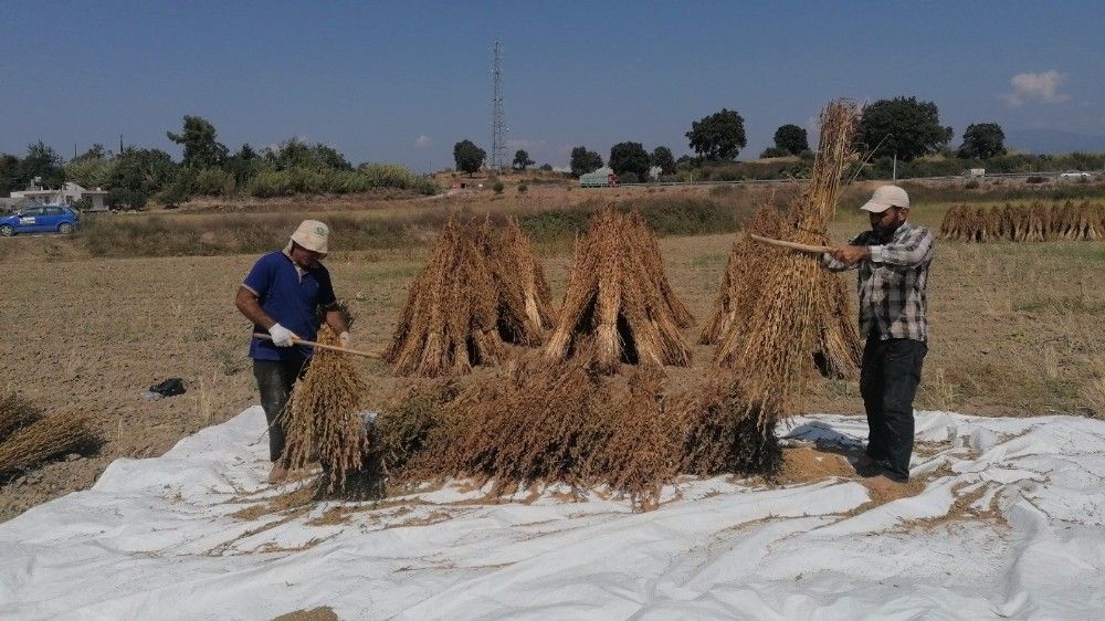 Antalya'da 'Altın Susam'a nöbetli hasat