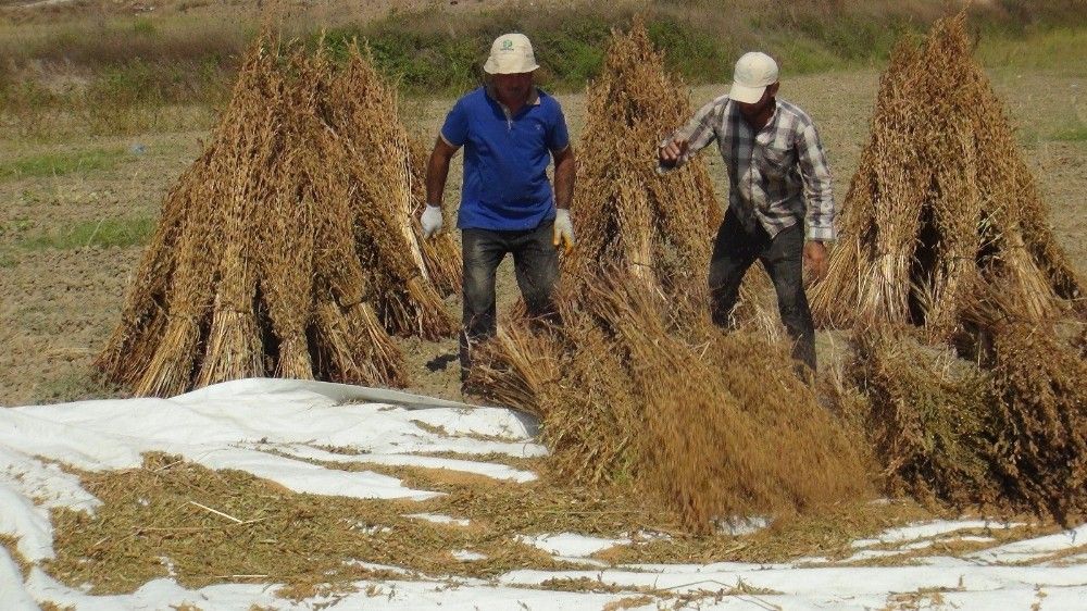 Antalya'da 'Altın Susam'a nöbetli hasat