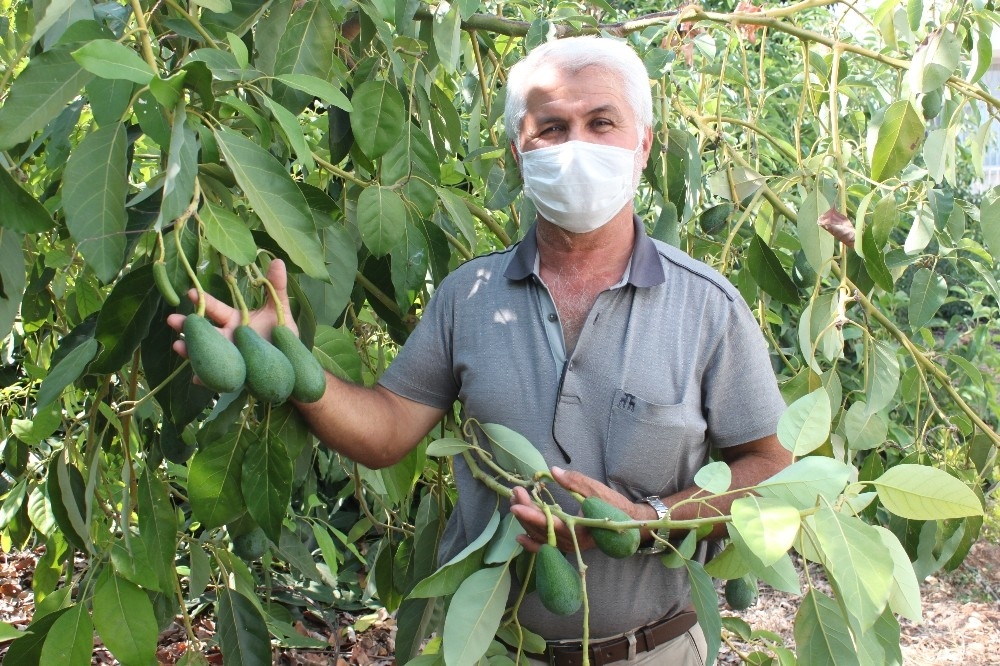 Avokado toplandığı gün ihracat yolculuğuna çıkıyor