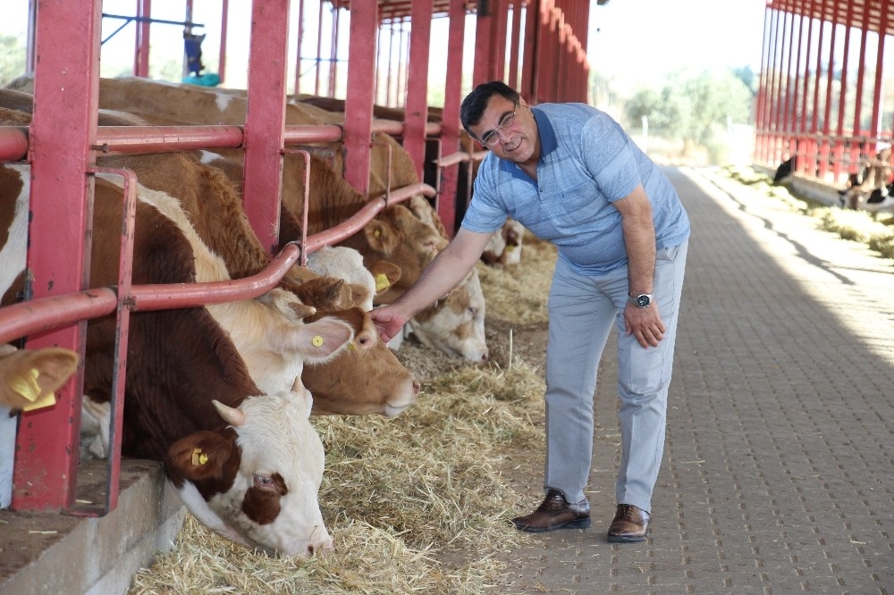Bu proje ile Türk hayvancılığı dışa bağımlılıktan kurutulacak