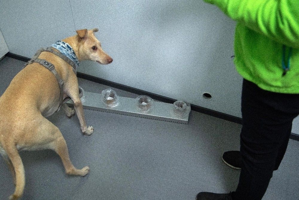 Covid-19'u eğitimli köpekler tespit edecek