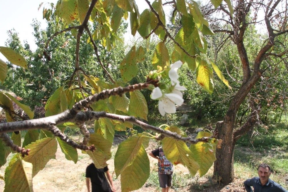 Eylül'de çiçek açan kiraz ağacı şaşırttı