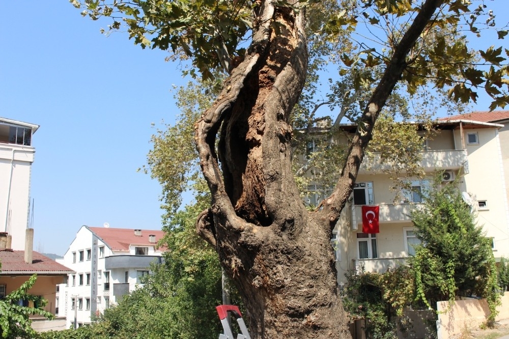 Gebze'de ağaçlara özenli koruma