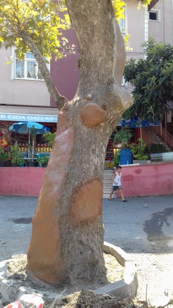 Gebze'de ağaçlara özenli koruma