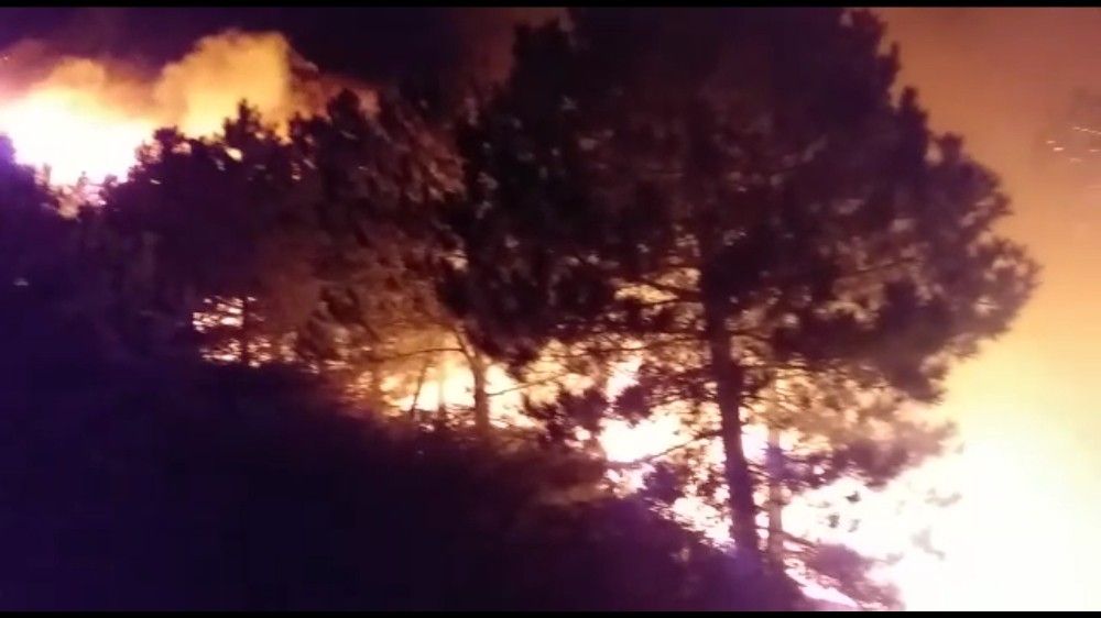İzmir'deki orman yangını sonrası ağır bilanço