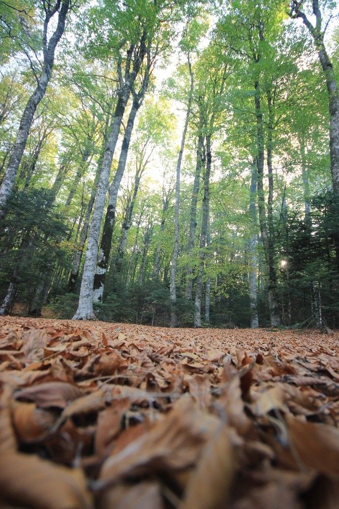 Kazdağları'nda kuraklık alarmı