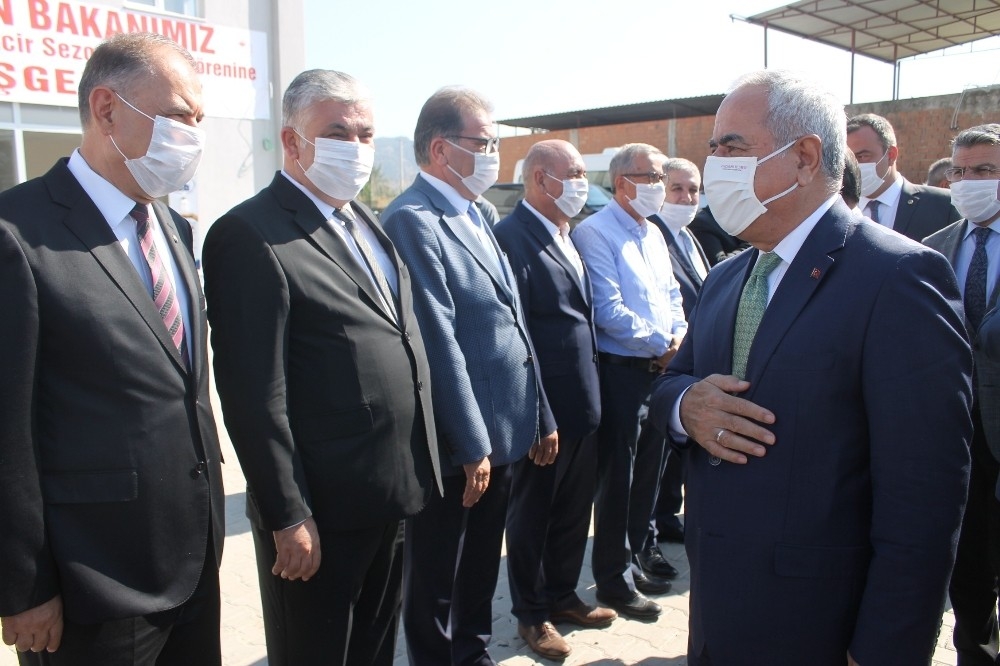 Kuru incirin tadı yok: Rekolte düştü, üretici mutsuz