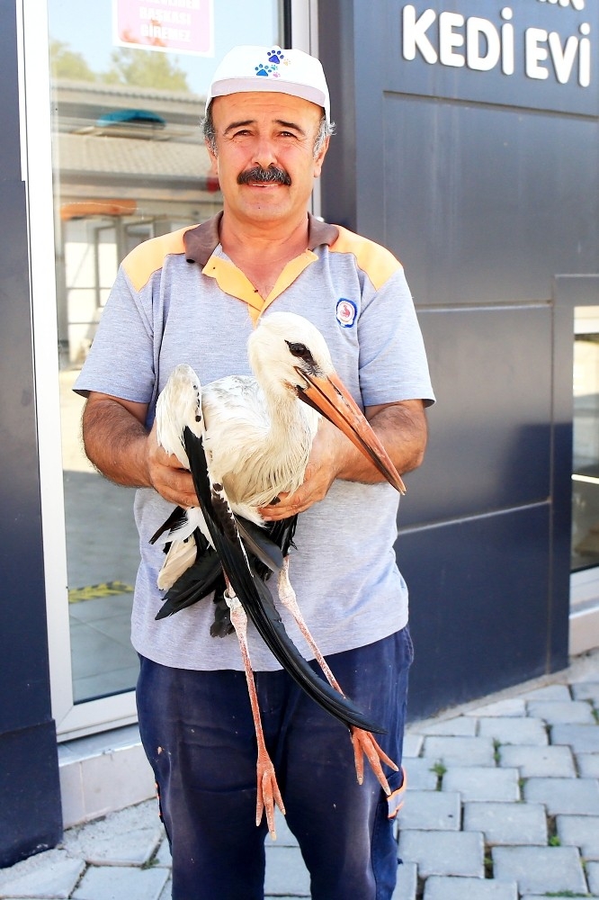 Leyleklerin dikkat çeken vefası