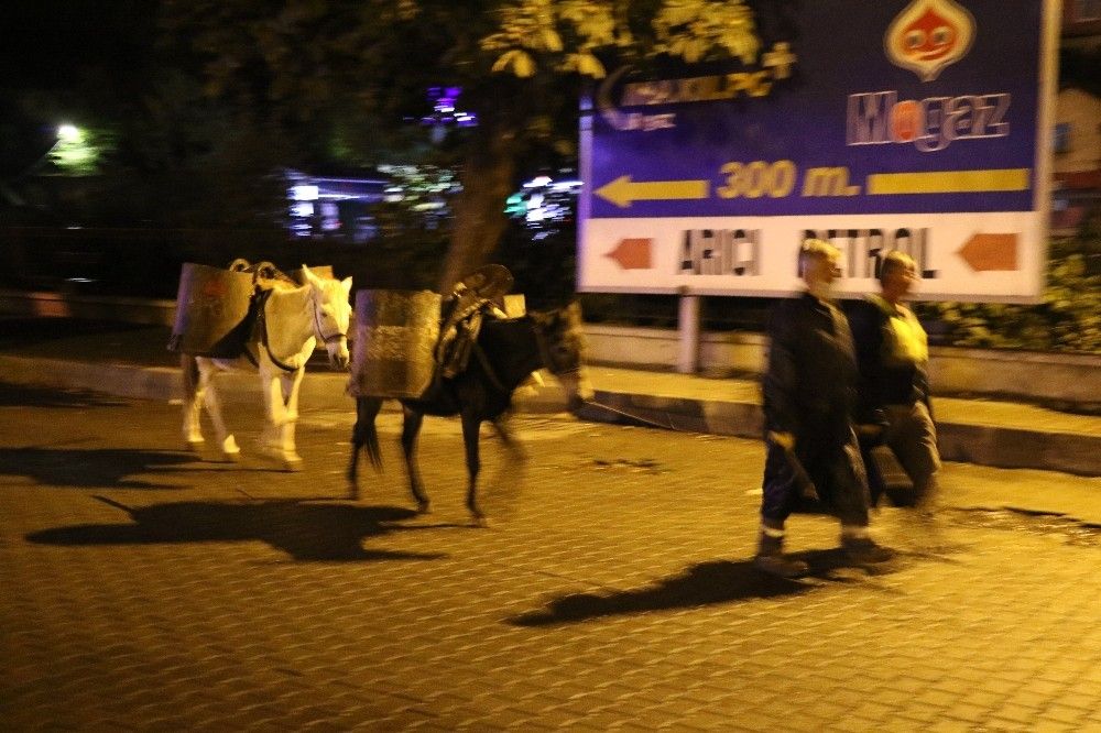 Merdivenli şehrin çöpçü katırları son kez görevde