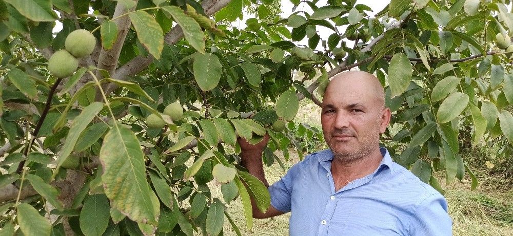 Sıcak hava nar ve cevizi yaktı