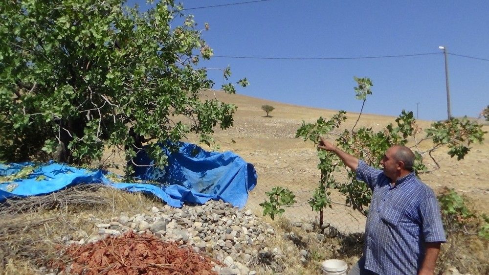 Siirt'te 'Yeşil altın' hasadı sürüyor