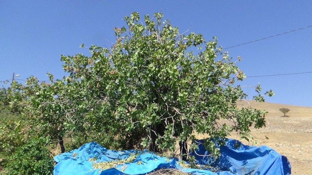 Siirt'te 'Yeşil altın' hasadı sürüyor