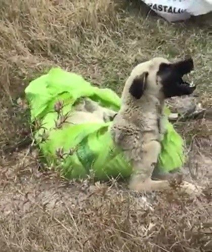 Vahşetin böylesi... Çuvala koyup ölüme terkettiler