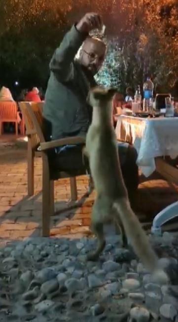 Yemeğin davetsiz misafiri "Tilki"