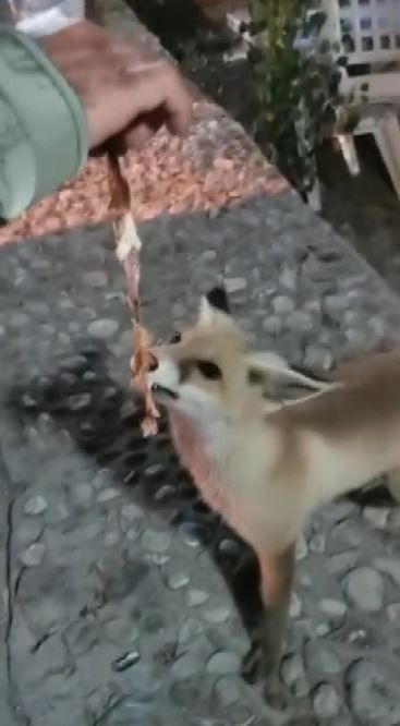 Yemeğin davetsiz misafiri "Tilki"