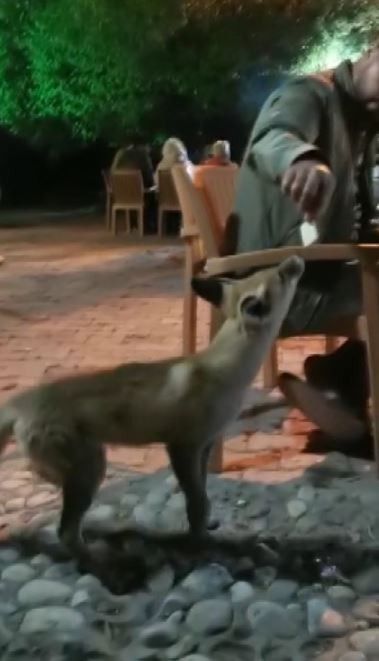 Yemeğin davetsiz misafiri "Tilki"