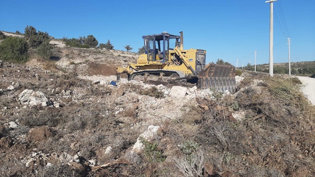Köklenen ağaçlar hastalıklı değil iddiası