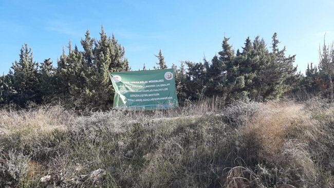 Köklenen ağaçlar hastalıklı değil iddiası
