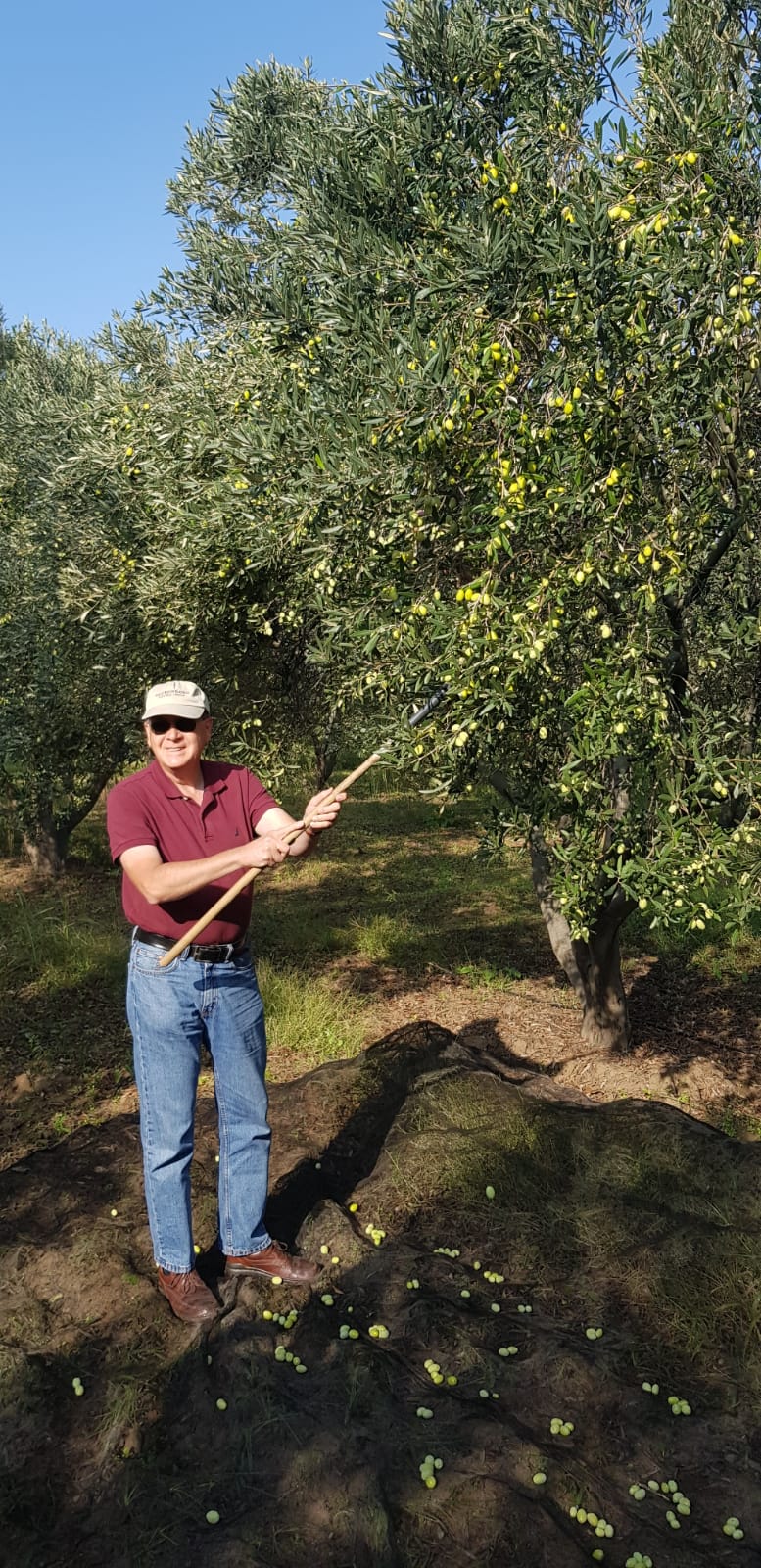 ABD Büyükelçisi zeytin hasadı yaptı