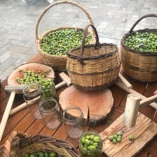 ABD Büyükelçisi zeytin hasadı yaptı