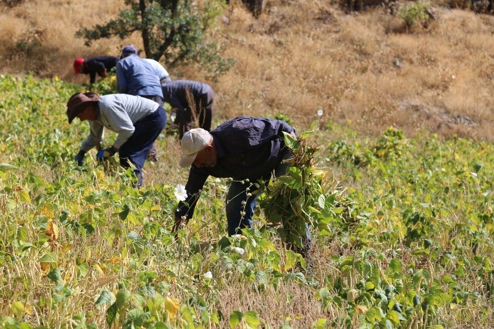 Ata tohumlarıyla üretilen kuru fasulye, rüzgar çağrılarak ayıklanıyor
