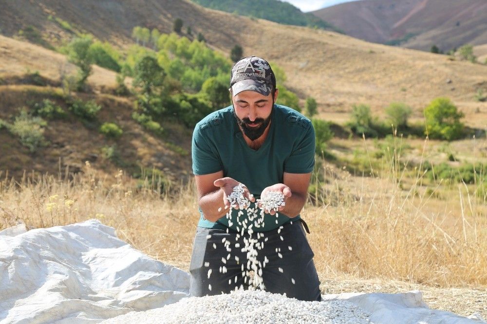 Ata tohumlarıyla üretilen kuru fasulye, rüzgar çağrılarak ayıklanıyor