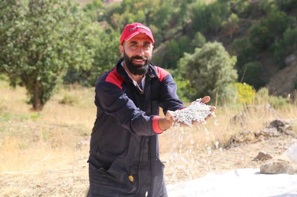 Ata tohumlarıyla üretilen kuru fasulye, rüzgar çağrılarak ayıklanıyor