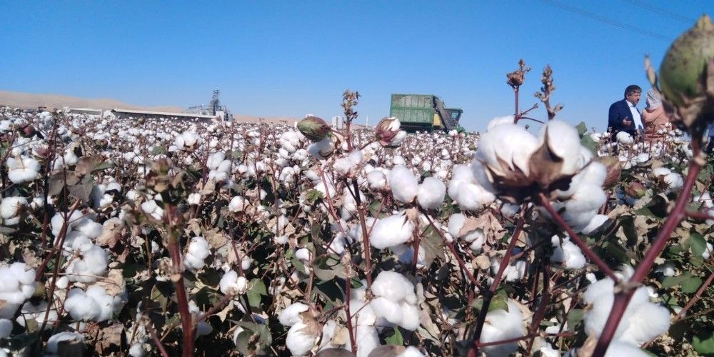 'Beyaz altın' üretiminde sevindiren hareketlilik