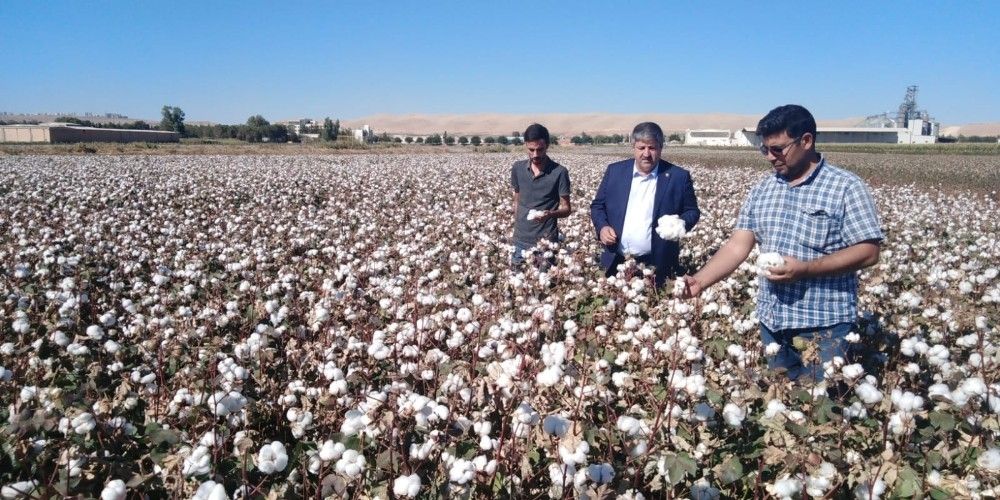 'Beyaz altın' üretiminde sevindiren hareketlilik