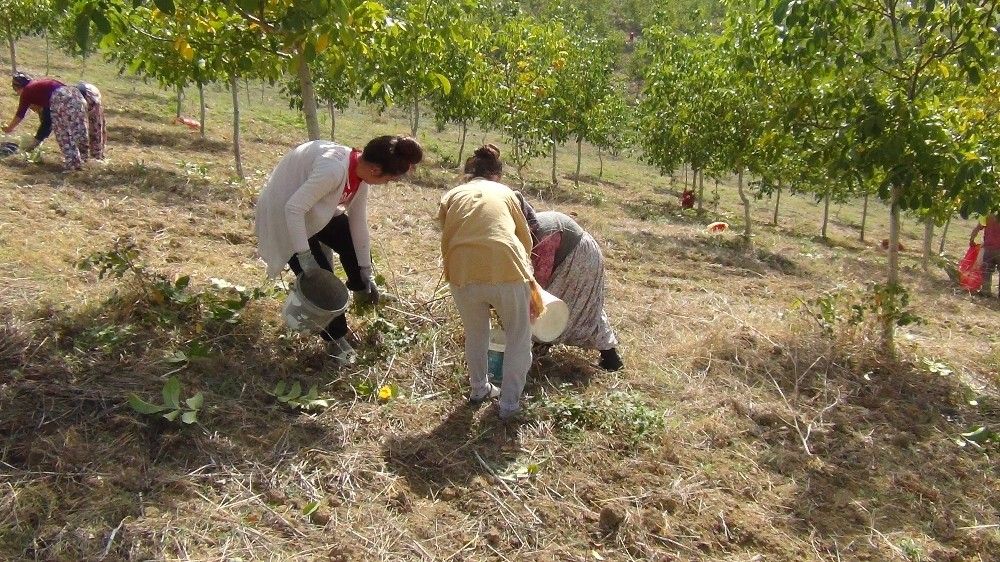Bursa'da ceviz hasadı başladı