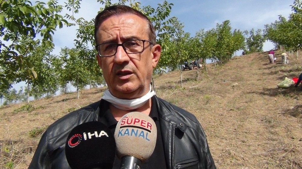 Bursa'da ceviz hasadı başladı