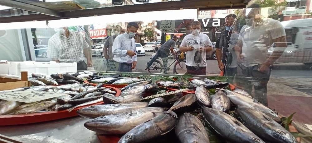 Düzce'de palamut 3,5 liraya kadar düştü