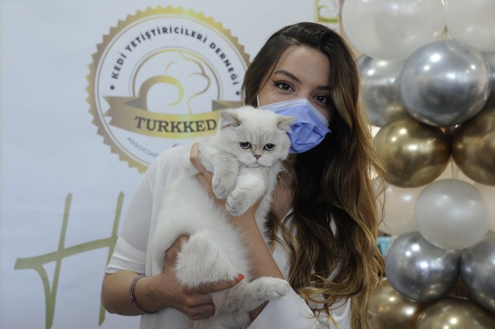 Farklı ırktan kediler şova çıktı