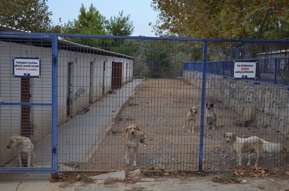 Kuşadası'nda 3115 hayvana bakım