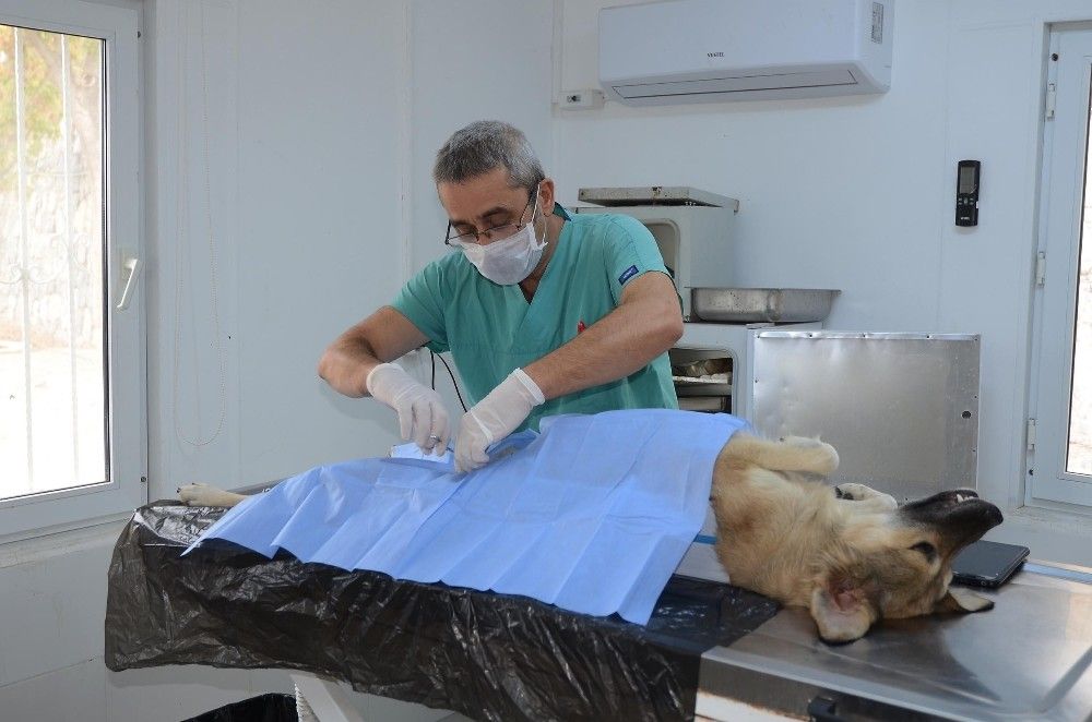 Kuşadası'nda 3115 hayvana bakım